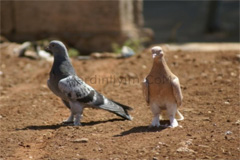 Mardin Taklacı Güvercinleri